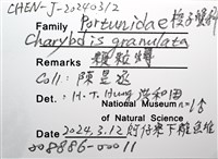 顆粒蟳藏品圖，第14張