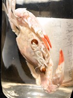 相模蟳藏品圖，第14張