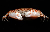 紅斑斗蟹藏品圖，第8張