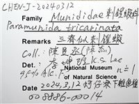 三脊似刺鎧蝦藏品圖，第14張