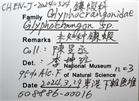 未知種鐮蝦藏品圖，第16張