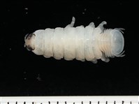 未知種縮頭水虱藏品圖，第1張