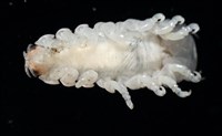 未知種縮頭水虱藏品圖，第5張