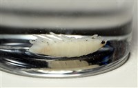 未知種縮頭水虱藏品圖，第6張