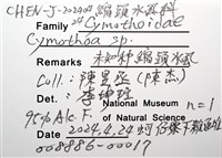 未知種縮頭水虱藏品圖，第8張