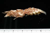 短角硬甲蟬蝦藏品圖，第4張