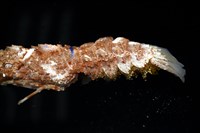 短角硬甲蟬蝦藏品圖，第5張