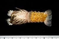 短角硬甲蟬蝦藏品圖，第6張