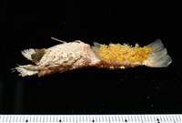 短角硬甲蟬蝦藏品圖，第8張