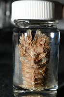 短角硬甲蟬蝦藏品圖，第9張