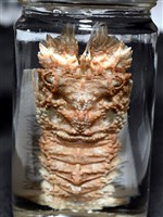 短角硬甲蟬蝦藏品圖，第10張