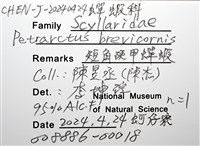 短角硬甲蟬蝦藏品圖，第12張