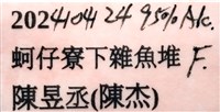 日本銀帶耳烏賊藏品圖，第13張