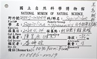 日本銀帶耳烏賊藏品圖，第14張