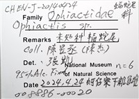 未知種輻蛇尾藏品圖，第10張