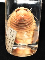 道氏深水虱藏品圖，第18張