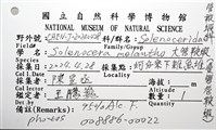 大管鞭蝦(憂鬱管鞭蝦)藏品圖，第10張