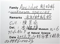 未知種魁蛤藏品圖，第14張