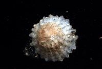 未知種晃蓋螺藏品圖，第4張
