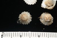 未知種晃蓋螺藏品圖，第5張