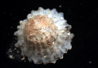 未知種晃蓋螺藏品圖，第6張