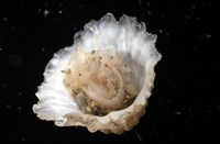 未知種晃蓋螺藏品圖，第8張