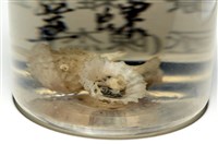 未知種晃蓋螺藏品圖，第10張