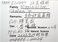 未知種晃蓋螺藏品圖，第12張