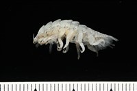 未知種縮頭水虱藏品圖，第3張