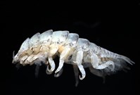 未知種縮頭水虱藏品圖，第4張