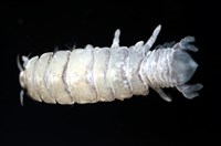 未知種縮頭水虱藏品圖，第6張