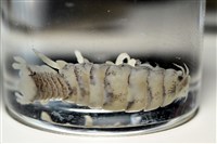 未知種縮頭水虱藏品圖，第9張