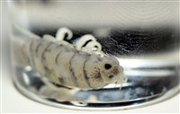 未知種縮頭水虱藏品圖，第10張