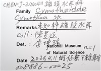 未知種縮頭水虱藏品圖，第12張