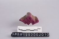 印版藏品圖，第1張