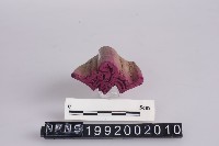 印版藏品圖，第2張