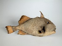 魚皮藏品圖，第1張