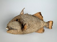 魚皮藏品圖，第2張