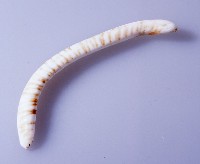 鼻飾藏品圖，第1張