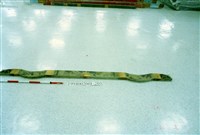 屋宅木構件藏品圖，第1張