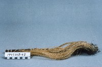 拂塵藏品圖，第1張