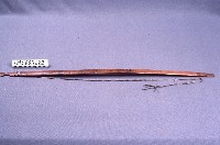 棒藏品圖，第1張