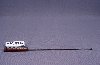 棒藏品圖，第1張