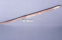 扁擔藏品圖，第1張