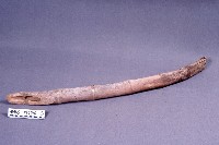 竹棒藏品圖，第1張