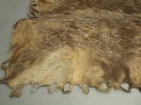 鹿皮藏品圖，第2張
