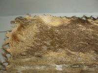 鹿皮藏品圖，第3張