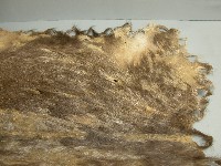 鹿皮藏品圖，第4張