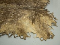 鹿皮藏品圖，第5張