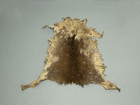 羌皮藏品圖，第1張